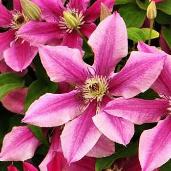 Клематис крупноцветковый Беникомаши