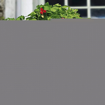 Малина карликовые сорта Руби Бьюти