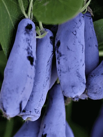 Жимолость плодовая Гордость бакчара