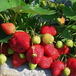 Земляника садовая Королева Елизавета