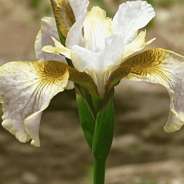 Ирис сибирский Sarah Tiffney