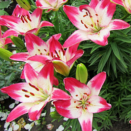 Лилия азиатская Лоллипоп НАБОР 2ШТ (2+2)