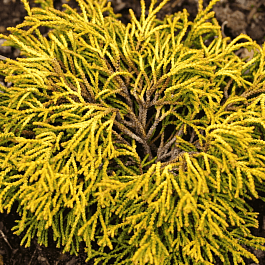 Кипарисовик тупой Gitte