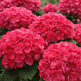 Гортензия крупнолистная Hot Red