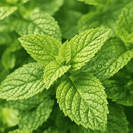 Мята Лаймовое Мороженое