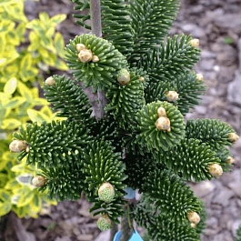 Пихта Фразера Piramidalis Compacta