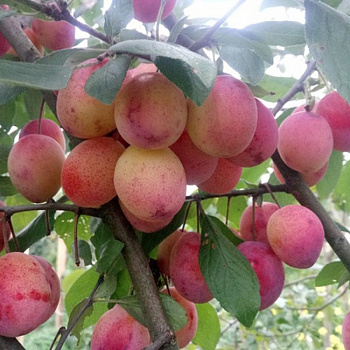 Слива  Память Тимирязева