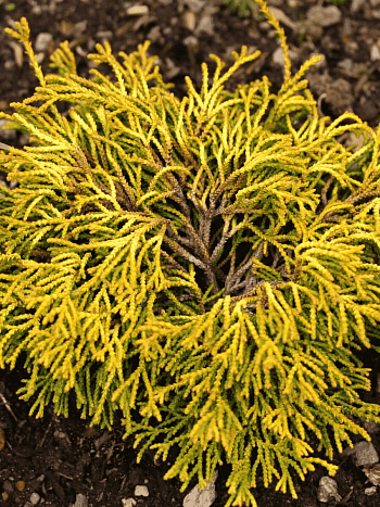 Кипарисовик тупой Gitte