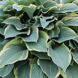 Хоста гибридная Сага