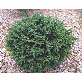 Ель обыкновенная Пумила