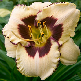 Лилейник гибридный Бодэ Мьюзик НАБОР 2ШТ (1+1)