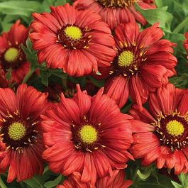 Гайлардия гибридная Бургундер