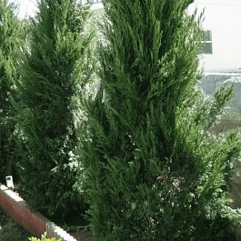 Можжевельник китайский Spearmint