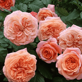 Роза чайно-гибридная Chippendale