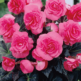 Бегония Double Pink