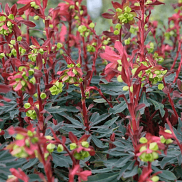 Молочай миндалевидный Purpurea