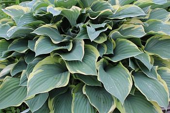 Хоста гибридная Сага