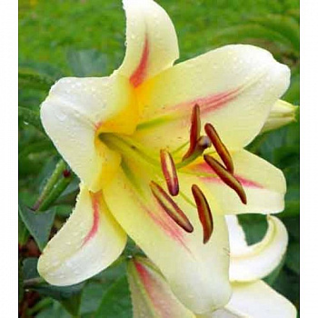 Лилия ОТ-гибрид Ормея