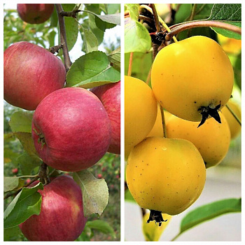 Дерево-сад (5 летка) яблоня 2 сорта Юбиляр-Китайка золотая ранняя