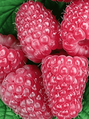 Малина ремонтантная Карамельная