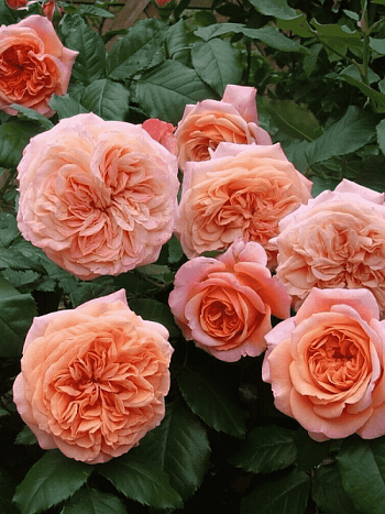 Роза чайно-гибридная Chippendale