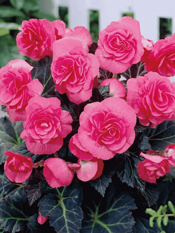 Бегония Double Pink