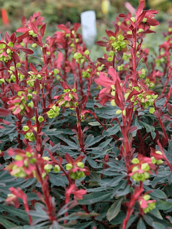 Молочай миндалевидный Purpurea