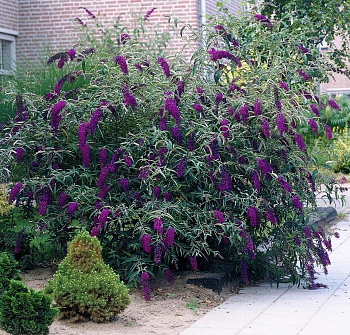 Буддлея Давида Блэк Найт Буддлея Давида Блэк Найт