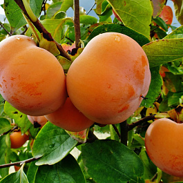 Хурма Россиянка