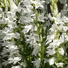 Колокольчик пирамидальный Alba