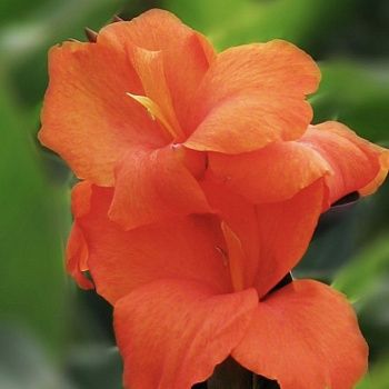 Канна карликовая Делибаб