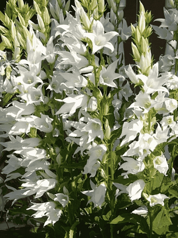 Колокольчик пирамидальный Alba