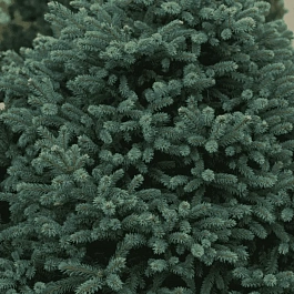 Ель колючая Sonia
