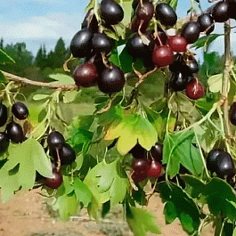 Смородина Валентина