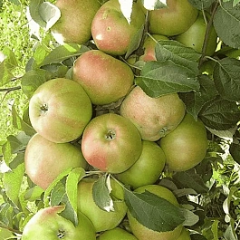 Яблоня Колоновидная Янтарное ожерелье