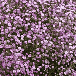 Гипсофила метельчатая Pink Festival