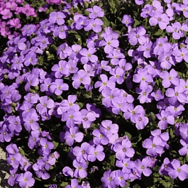 Аубриета Regado Blue White Bicolour