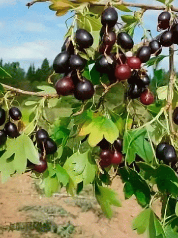 Смородина Валентина