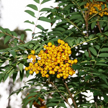 Рябина обыкновенная Отом Спайр