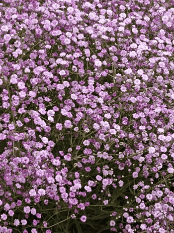 Гипсофила метельчатая Pink Festival