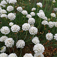Аремерия приморская White