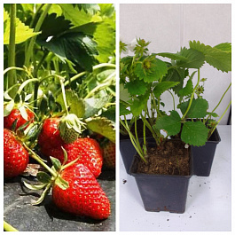 Земляника садовая Золушка НАБОР 3ШТ