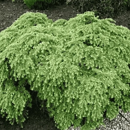 Тсуга канадская Jeddeloh