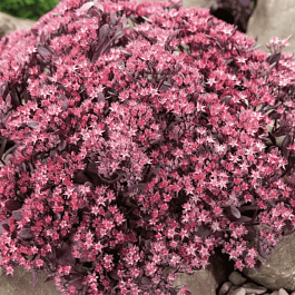Очиток гибридный Sunsparkler Plum Dazzle