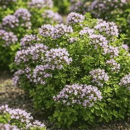 Душица обыкновенная  Compactum Green