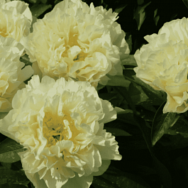 Пион Молочноцветковый Sunny Girl