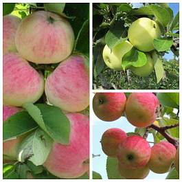 Дерево-сад (2-3х летка) яблоня 3 сорта Орловское полосатое-Налив белый-Июльское Черненко Дерево-сад (2-3х летка) яблоня 3 сорта Орловское полосатое-Налив белый-Июльское Черненко