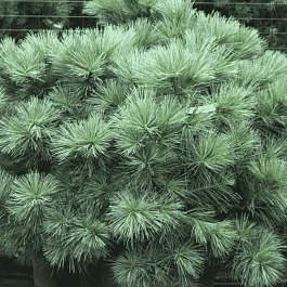 Сосна Веймутова Macopin