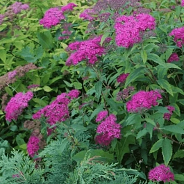 Спирея японская Dart's Red