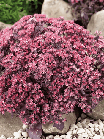 Очиток гибридный Sunsparkler Plum Dazzle